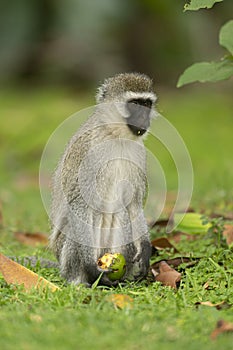 Vervet Monkey eating food from forest floor near lake Naivasha, Kenya