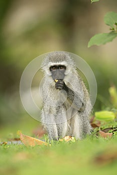 Vervet Monkey eating food from forest floor near lake Naivasha, Kenya