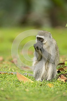 Vervet Monkey eating food from forest floor near lake Naivasha, Kenya