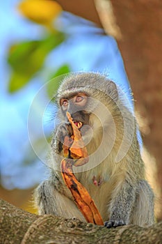 Vervet Monkey eating fruit