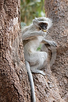 Vervet monkey eating fruit in Krueger National Park in South Africa photo