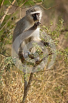 Vervet Monkey eating the leaves on a small tree.