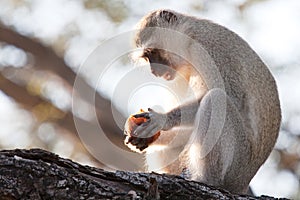 Vervet Monkey Eating a Muffin
