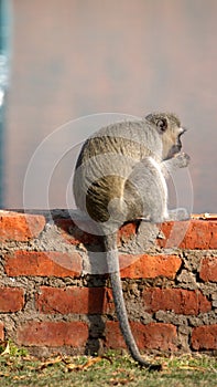 Vervet monkey eating an orange