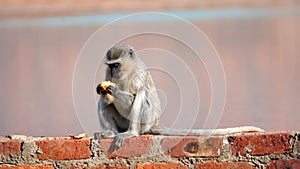 Vervet monkey eating an orange