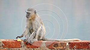 Vervet monkey eating an orange