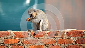 Vervet monkey eating an orange