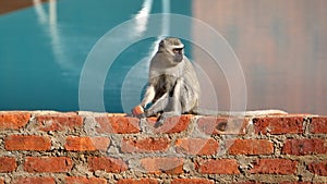 Vervet monkey eating an orange