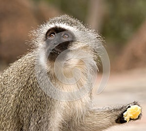 Vervet monkey eating an orange photo