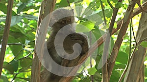 Vervet Monkey eats insects from a tree