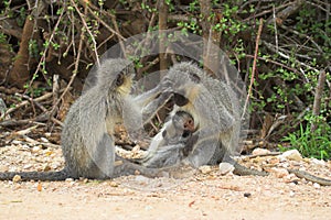 Vervet Monkey Family photo