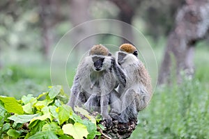 Vervet monkey familyin Awasa, Ethiopia