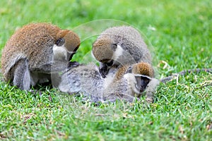 Vervet monkey familyin Awasa, Ethiopia