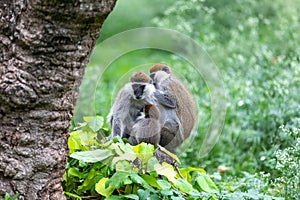 Vervet monkey familyin Awasa, Ethiopia