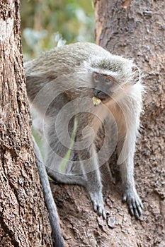 Vervet monkey feeding in tree in Krueger National Park in South Africa photo