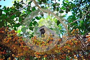 Vervet Monkey in Fig-Mulberry Tree photo