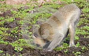 Vervet monkey forages for food