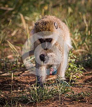 Vervet monkey forages for food in Kenya