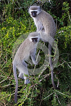 Vervet Monkey Friends