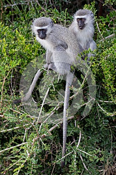 Vervet Monkey Friends