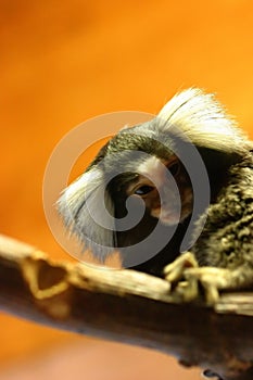 Vervet monkey (guenon)