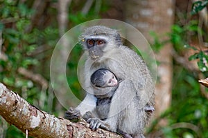 Vervet Monkey holding infant photo