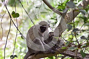 Vervet monkey and its young photo