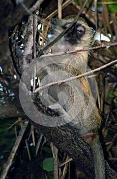 Vervet monkey, Kasane, Botswana