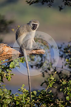 Vervet Monkey in Kruger National Park