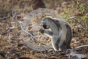 Vervet monkey in Kruger National park, South Africa