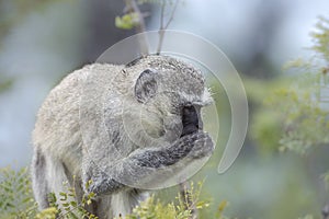 Vervet monkey in Kruger National park, South Africa