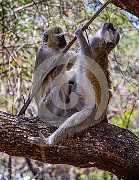 Vervet monkey in Kruger National Park,  South Africa
