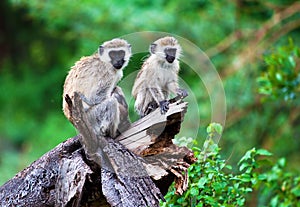 The vervet monkey, Lake Manyara, Tanzania, Africa.