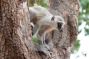 Vervet monkey in large tree in Krueger National Park in South Africa photo