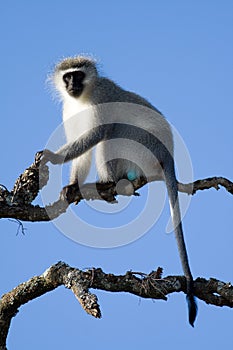 A Vervet Monkey lookout about to call the alert photo