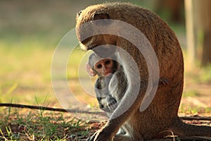 Vervet monkey mother with baby