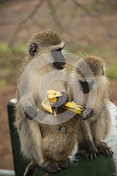 Vervet monkey mother with baby and young teenage vervet with black faces sharing a banana Tanzania, Africa