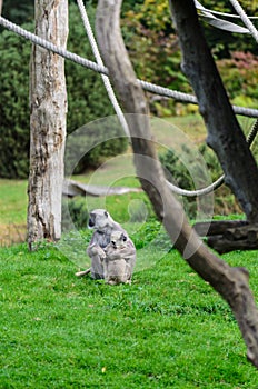 Vervet monkey mother with child monkey breastfeeding