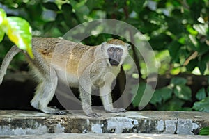 Vervet Monkey in National park of Kenya