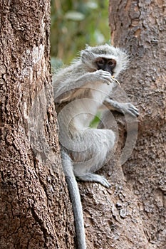 Vervet monkey perched in tree in Krueger National Park in South Africa photo