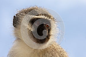 Vervet monkey portrait