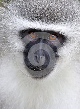 Vervet Monkey Portrait