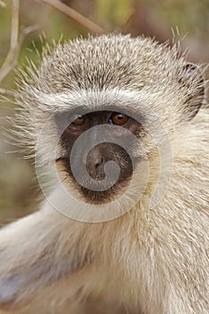 Vervet monkey portrait photo