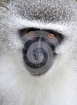 Vervet Monkey Portrait photo