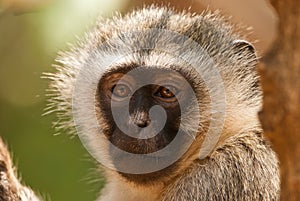 Vervet monkey