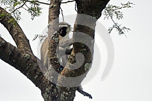 Vervet monkey, Queen Elizabeth National Park, Uganda