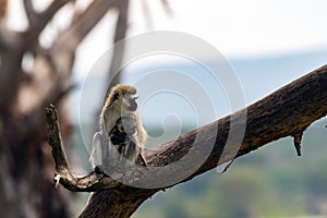 Vervet monkey resting on branch at Crescent Island,  Lake Naivasha, Kenya