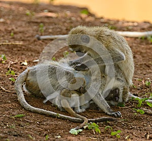 Vervet Monkey`s grooming