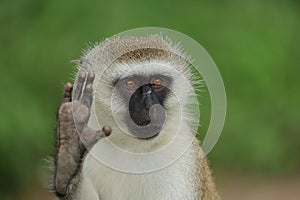 A Vervet monkey saying talk to my hand