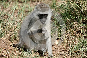 Vervet Monkey - Serengeti Safari, Africa
